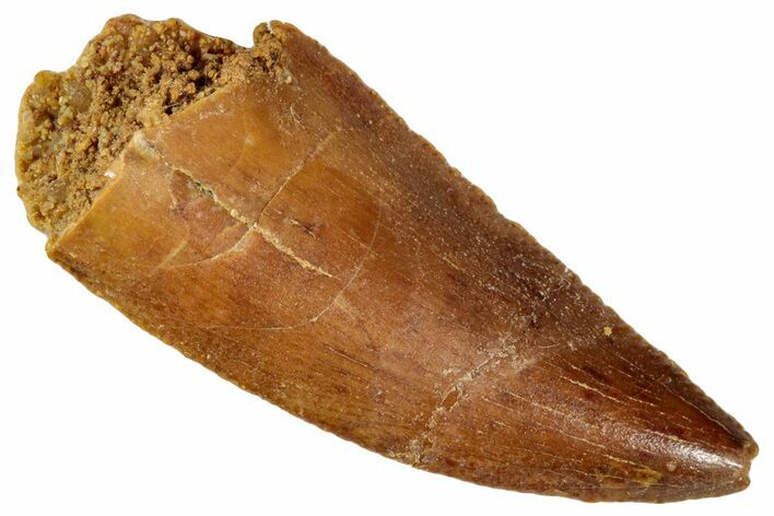 Serrated, Raptor Tooth - Real Dinosaur Tooth #273542